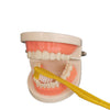 Denture tooth model