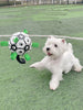 Dog Toy Lovely Paw Football Toys For Puppy Large Dogs