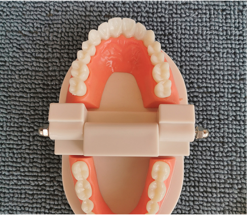 Denture tooth model