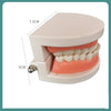 Denture tooth model