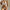 Strap Lace See-through Underwear Suit Women