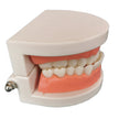 Denture tooth model