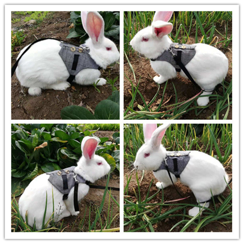 Rabbit leash rabbit dress