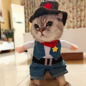 Cat funny outfit