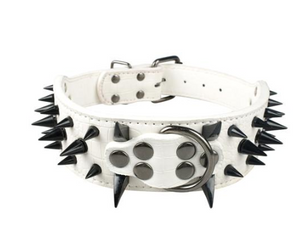 Leather dog with black spikes in a large dog collar