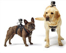 Pet dog with dog chest strap back