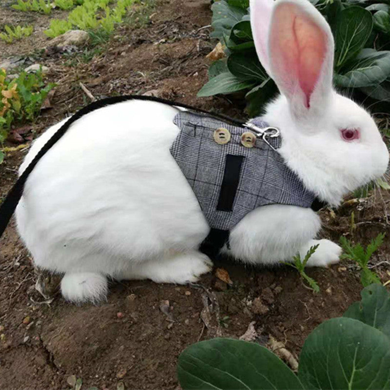 Rabbit leash rabbit dress