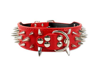 Leather dog with black spikes in a large dog collar