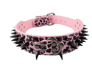 Leather dog with black spikes in a large dog collar