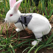 Rabbit leash rabbit dress