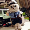 Cat funny outfit