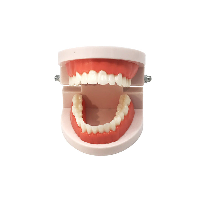 Tooth Standard Model Teaching Kindergarten