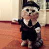 Cat funny outfit