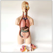 55CM human model medical teaching aid