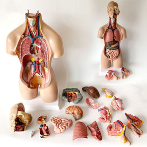 55CM human model medical teaching aid