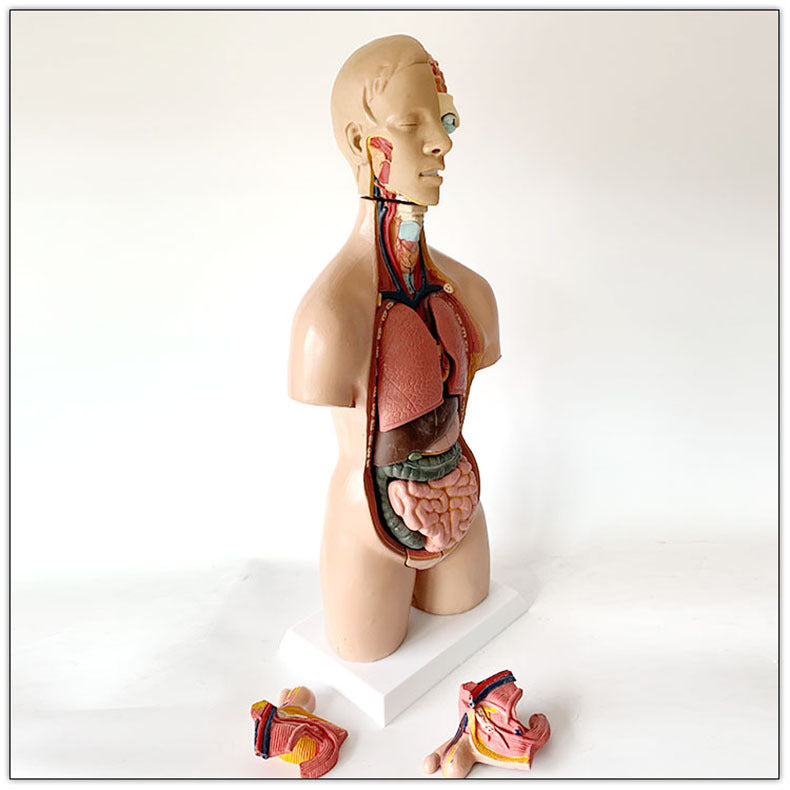 55CM human model medical teaching aid