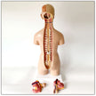 55CM human model medical teaching aid