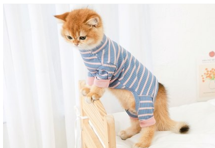 Clothes Ins Puppet Cat British Short Cat Cat Anti-hair Shed Four-legged Clothing Hairless