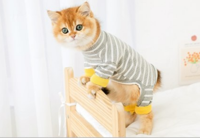 Clothes Ins Puppet Cat British Short Cat Cat Anti-hair Shed Four-legged Clothing Hairless